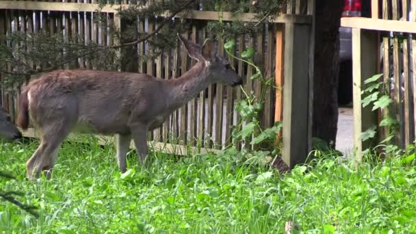 Serranus rådjur Doe — Stockvideo