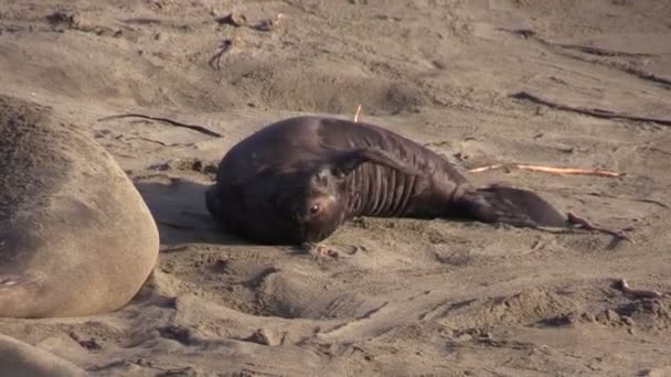 Słonie foki na plaży — Wideo stockowe