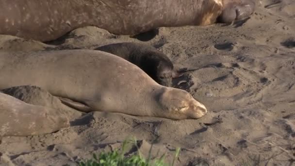 Elephant Seals on the beach — Stock Video