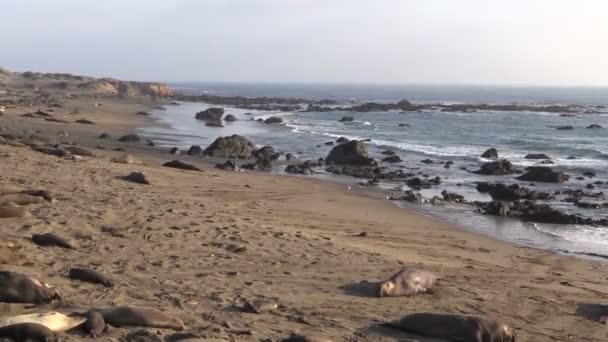 Elefantes en la playa — Vídeo de stock