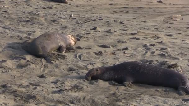 海滩上的大象海豹 — 图库视频影像