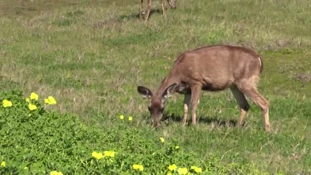 Coda nera cervo Doe — Video Stock