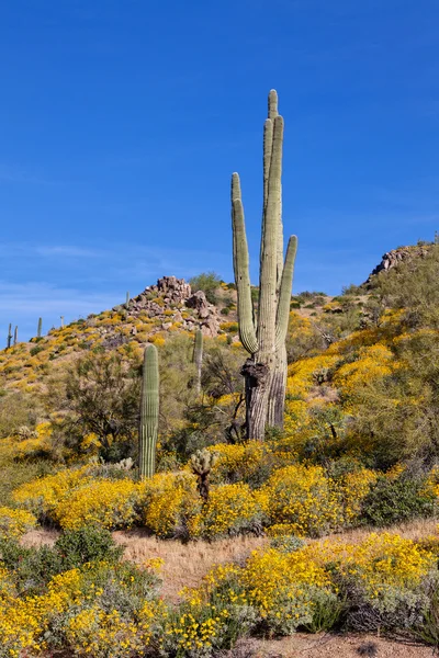 Baharda Arizona Çölü