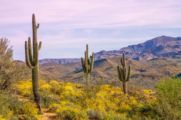 Arizonaöknen på våren — Stockfoto