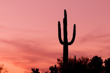 gün batımında saguaro kaktüsü