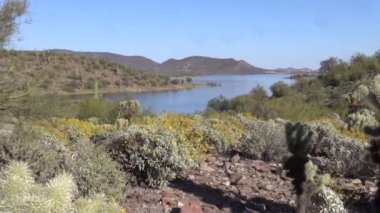 Baharda Arizona Çölü