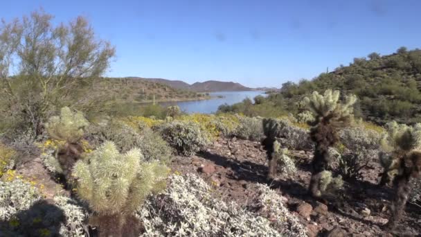 Desierto de Arizona en primavera — Vídeos de Stock