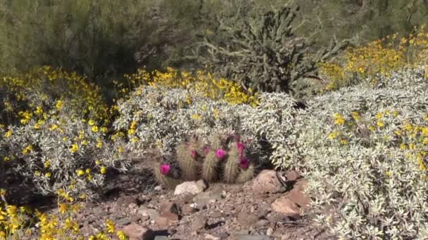 Desierto de Arizona en primavera — Vídeos de Stock