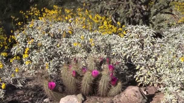Arizona woestijn in het voorjaar — Stockvideo