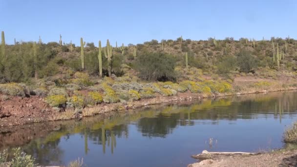 Desierto de Arizona en primavera — Vídeos de Stock