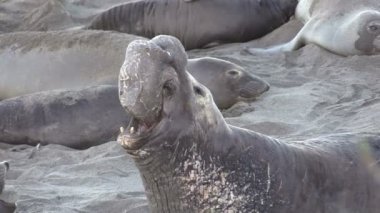 Sahilde fil fokları.