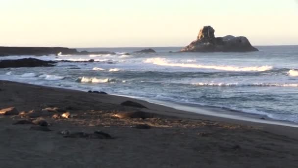 Olifanten zeehonden op het strand — Stockvideo