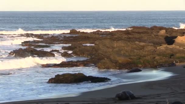 Морські слони на пляжі — стокове відео