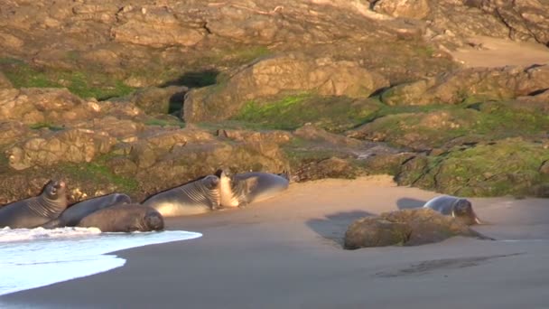 Морские слоны на пляже — стоковое видео