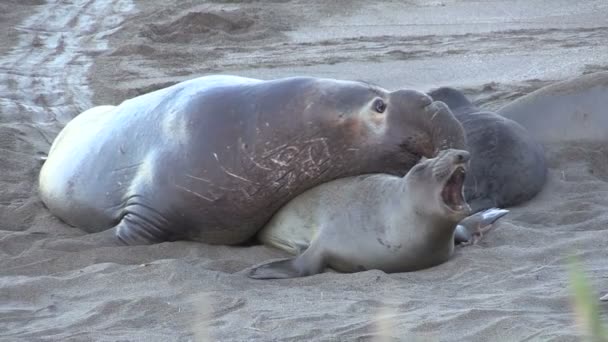 Olifanten zeehonden op het strand — Stockvideo