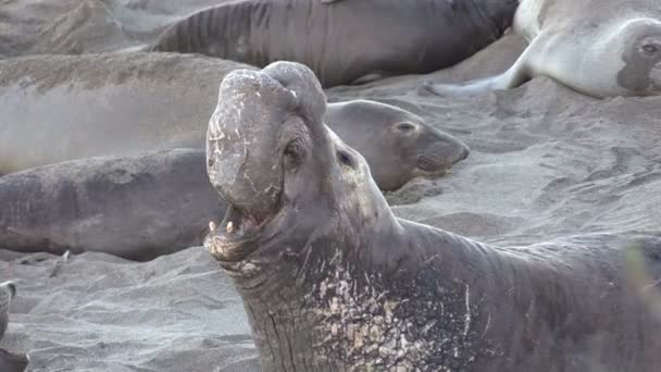 Elephant Seals on the beach — Stock Video