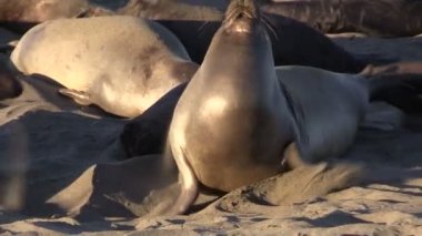 Sahilde fil fokları.