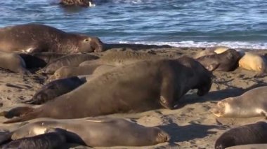 Sahilde fil fokları.