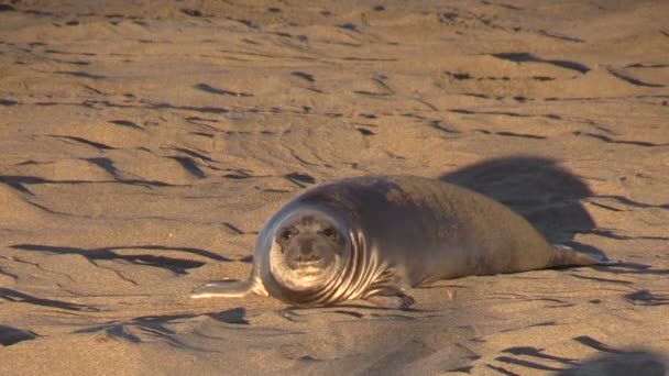 Elefantsälar på stranden — Stockvideo