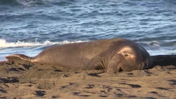 Słonie foki na plaży — Wideo stockowe