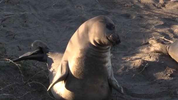 Elefantsälar på stranden — Stockvideo