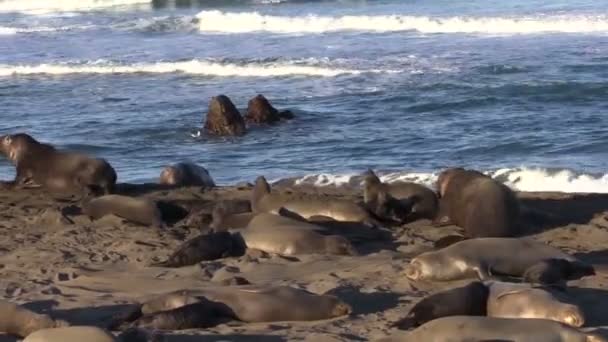 Phoques éléphant sur la plage — Video