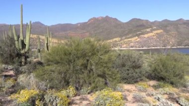 Baharda Arizona Çölü