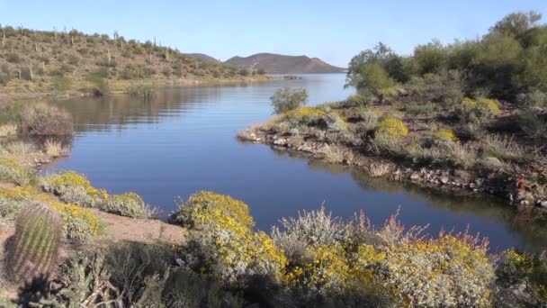 Arizona Desert in Spring — Stock Video