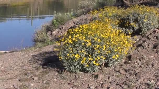 Arizona Wüste im Frühling — Stockvideo