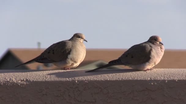 Palomas de luto — Vídeos de Stock