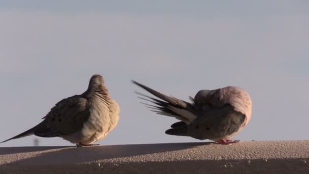 Yas güvercinler — Stok video