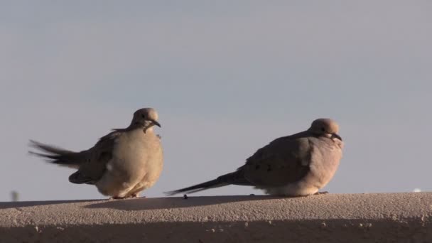 Траурные голуби — стоковое видео