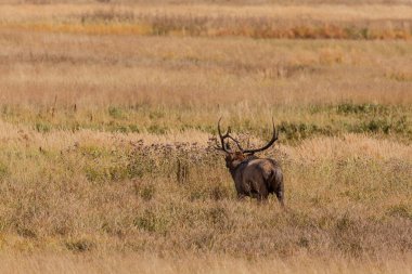 Boğa Geyiği Bugling