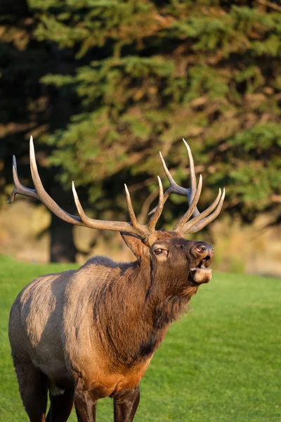 Bull Elk Bugling — Stock Photo, Image