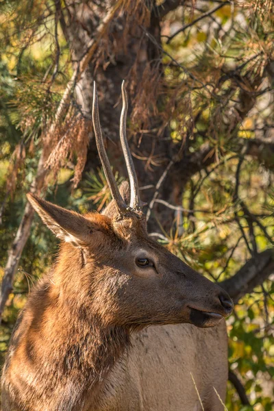 Başak boğa elk — Stok fotoğraf