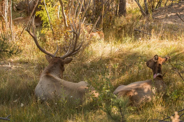 Bull en koe elanden bedden — Stockfoto