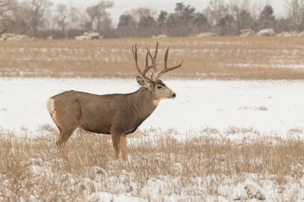 Mule Buck cerf dans la neige — Photo