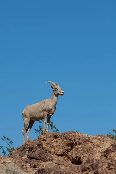 Pustynia owiec bighorn — Zdjęcie stockowe