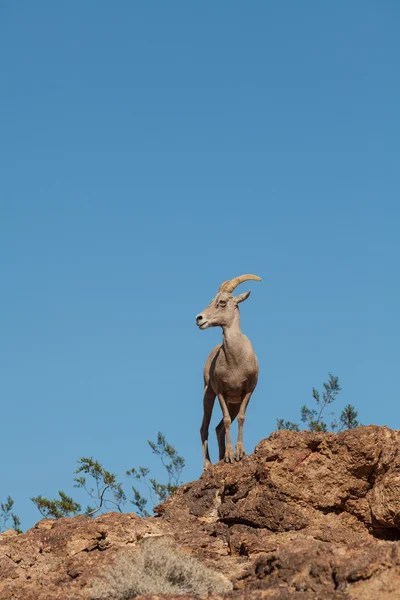 Pustynia owiec bighorn — Zdjęcie stockowe