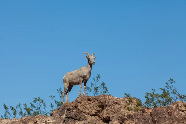 Pustynia owiec bighorn — Zdjęcie stockowe