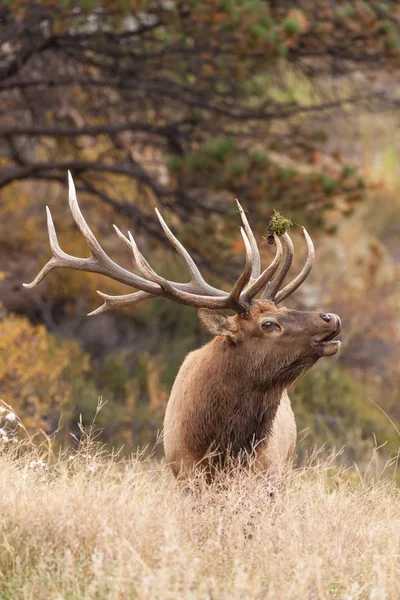 Bull elk kojotů — Stock fotografie