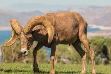 çöl bighorn koyun ram