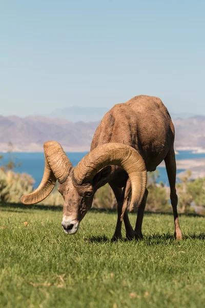 Woestijn bighorn schapen RAM-geheugen — Stockfoto