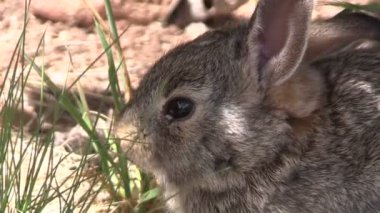Genç tavşan tavşan