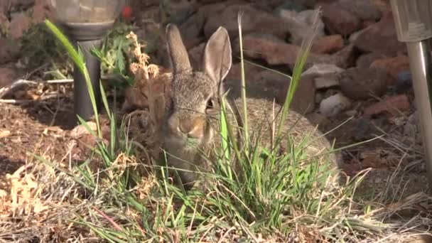 Giovane coniglio coda di cotone — Video Stock