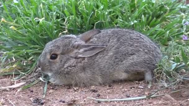 Jonge cottontail konijn — Stockvideo