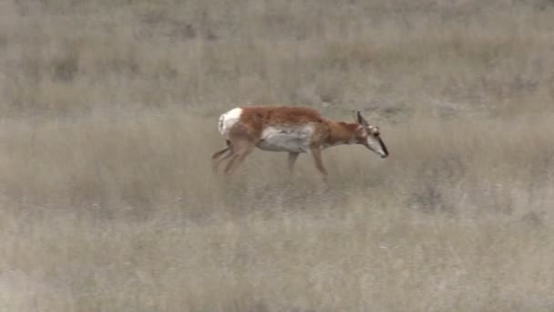 Doe pronghorn antelope — Vídeo de stock