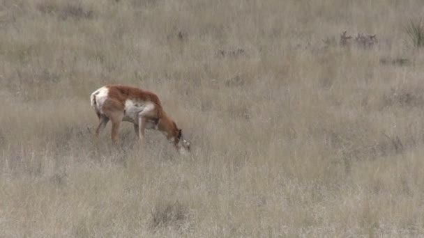 Pronghorn antilop doe — Stockvideo