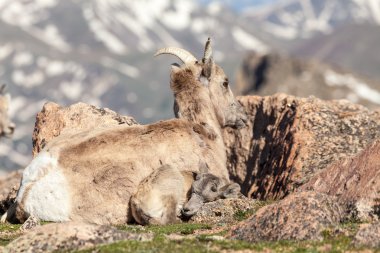 Bighorn koyun koyun ve kuzu