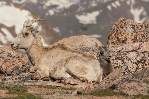 Mouflon d'Amérique brebis et agneau — Photo